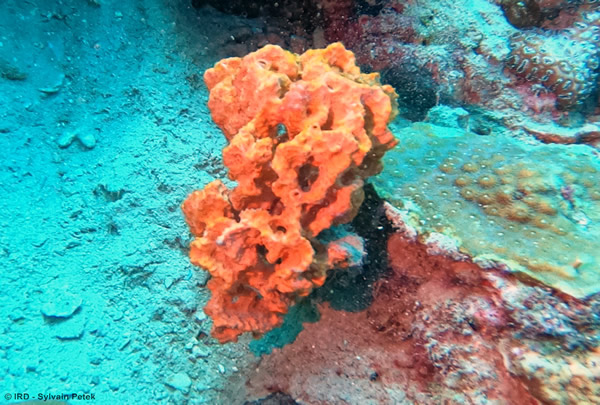  Mission DJIVES2 : Une nouvelle avancée pour la connaissance et la valorisation du patrimoine marin de Djibouti.